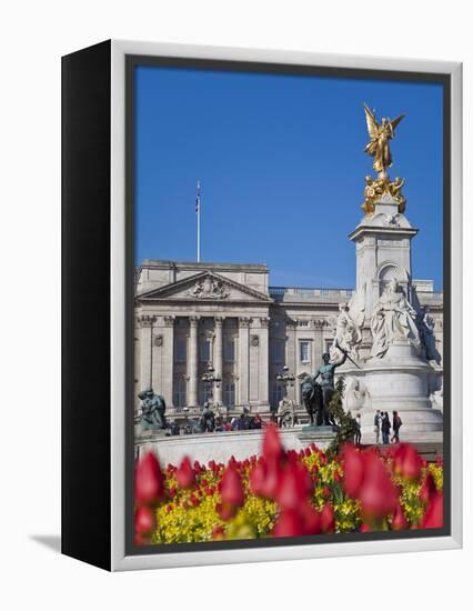 Tulips in Front of Buckingham Palace and Victoria Memorial, London, England, United Kingdom, Europe-Jane Sweeney-Framed Premier Image Canvas