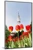 Tulips in Front of Television Tower, Hamburg, Germany, Europe-Axel Schmies-Mounted Photographic Print