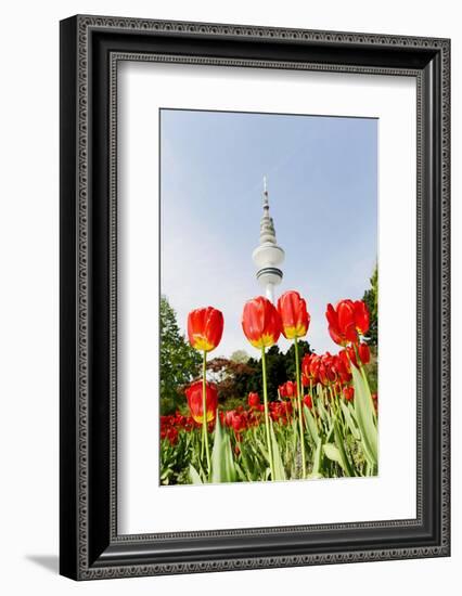 Tulips in Front of Television Tower, Hamburg, Germany, Europe-Axel Schmies-Framed Photographic Print