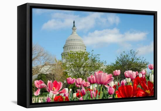 Tulips in Front of the Capitol Building in Spring, Washington DC-Orhan-Framed Premier Image Canvas