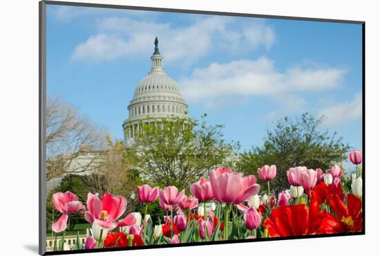 Tulips in Front of the Capitol Building in Spring, Washington DC-Orhan-Mounted Photographic Print