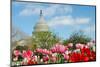 Tulips in Front of the Capitol Building in Spring, Washington DC-Orhan-Mounted Photographic Print