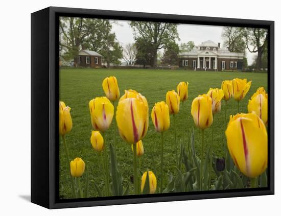 Tulips in Garden of Monticello, Virginia, USA-Merrill Images-Framed Premier Image Canvas