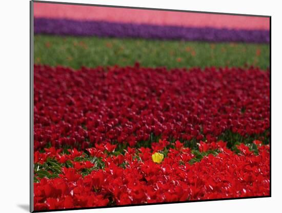 Tulips in Keukenhof Gardens, Amsterdam, Netherlands-Keren Su-Mounted Photographic Print