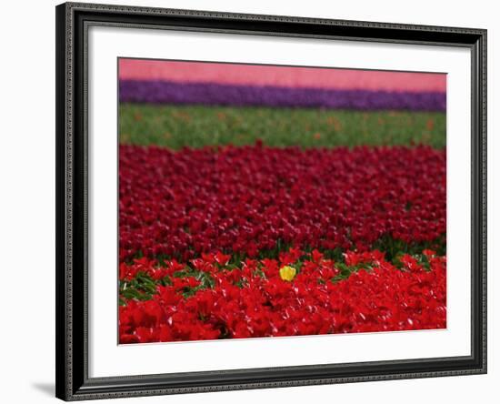 Tulips in Keukenhof Gardens, Amsterdam, Netherlands-Keren Su-Framed Photographic Print