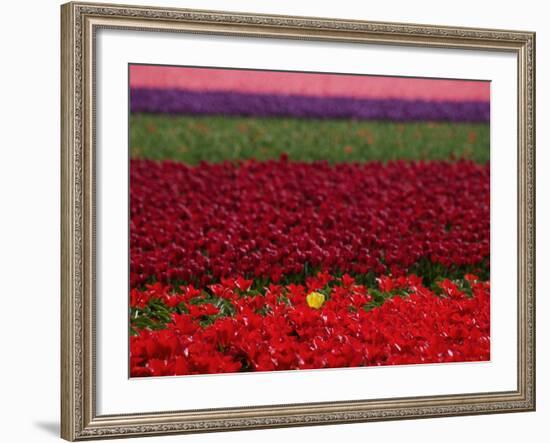 Tulips in Keukenhof Gardens, Amsterdam, Netherlands-Keren Su-Framed Photographic Print