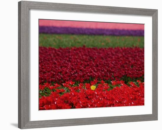 Tulips in Keukenhof Gardens, Amsterdam, Netherlands-Keren Su-Framed Photographic Print