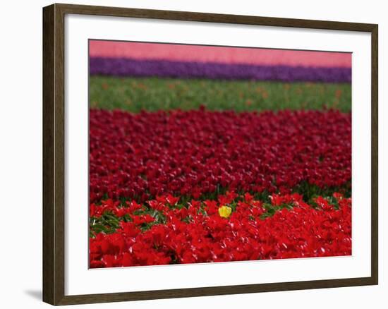 Tulips in Keukenhof Gardens, Amsterdam, Netherlands-Keren Su-Framed Photographic Print