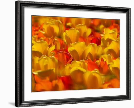 Tulips in Keukenhof Gardens, Amsterdam, Netherlands-Keren Su-Framed Photographic Print