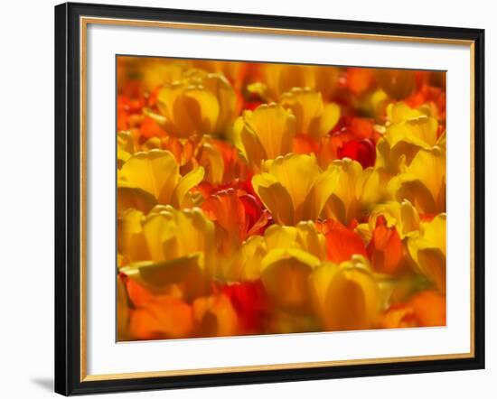 Tulips in Keukenhof Gardens, Amsterdam, Netherlands-Keren Su-Framed Photographic Print