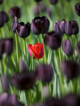 &lsquo;Tulips in Keukenhof Gardens, Amsterdam, Netherlands&rsquo; Photographic