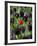 Tulips in Keukenhof Gardens, Amsterdam, Netherlands-Keren Su-Framed Photographic Print