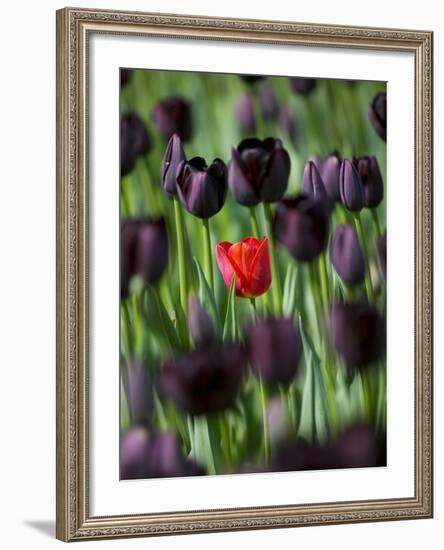 Tulips in Keukenhof Gardens, Amsterdam, Netherlands-Keren Su-Framed Photographic Print