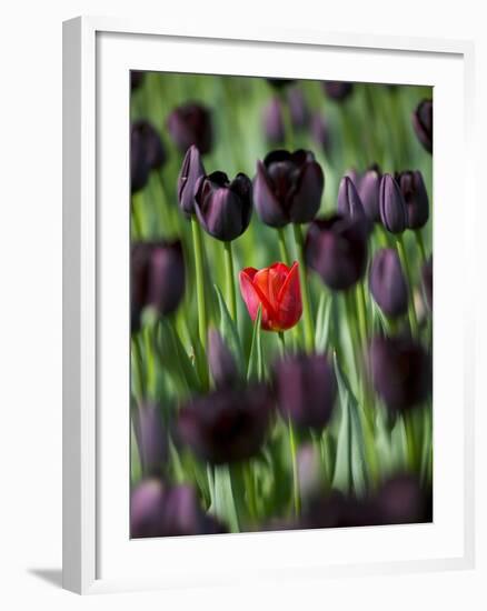 Tulips in Keukenhof Gardens, Amsterdam, Netherlands-Keren Su-Framed Photographic Print