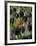 Tulips in Keukenhof Gardens, Amsterdam, Netherlands-Keren Su-Framed Photographic Print