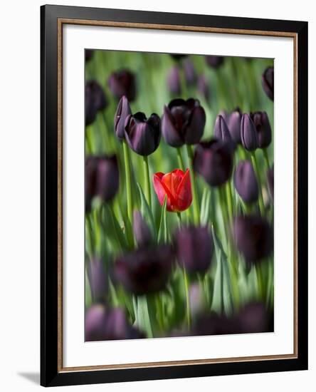 Tulips in Keukenhof Gardens, Amsterdam, Netherlands-Keren Su-Framed Photographic Print