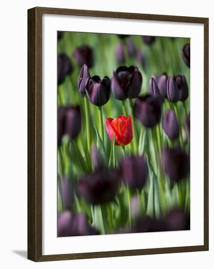 Tulips in Keukenhof Gardens, Amsterdam, Netherlands-Keren Su-Framed Photographic Print