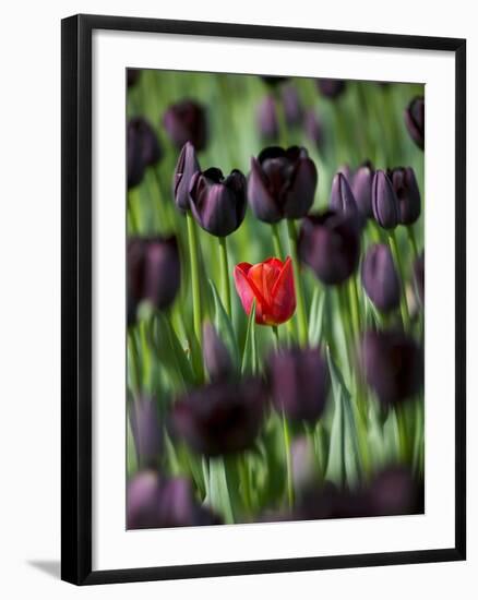 Tulips in Keukenhof Gardens, Amsterdam, Netherlands-Keren Su-Framed Photographic Print