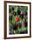 Tulips in Keukenhof Gardens, Amsterdam, Netherlands-Keren Su-Framed Photographic Print