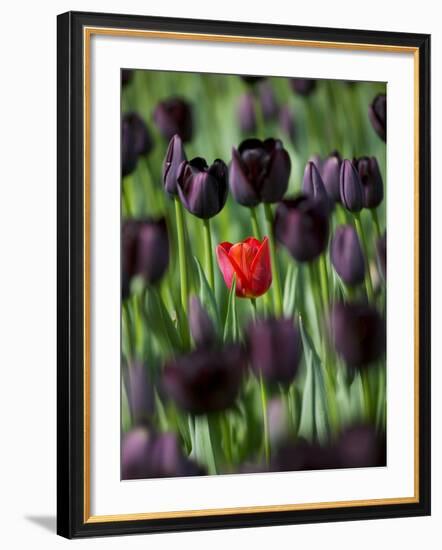 Tulips in Keukenhof Gardens, Amsterdam, Netherlands-Keren Su-Framed Photographic Print