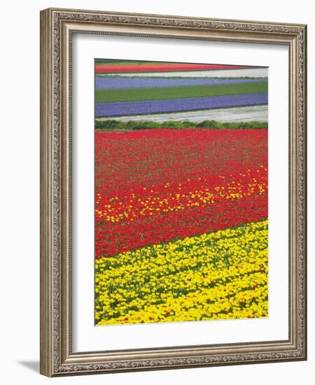 Tulips in Keukenhof Gardens, Amsterdam, Netherlands-Keren Su-Framed Photographic Print