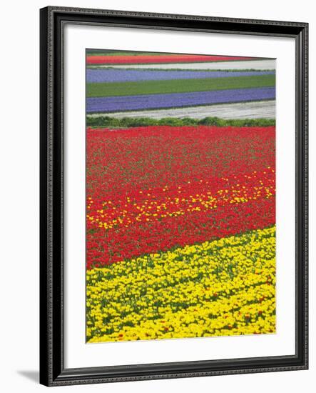 Tulips in Keukenhof Gardens, Amsterdam, Netherlands-Keren Su-Framed Photographic Print