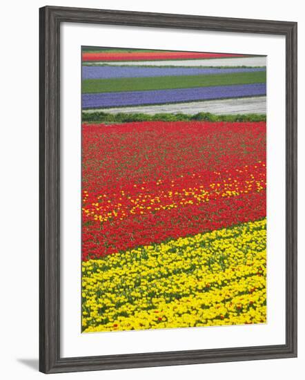 Tulips in Keukenhof Gardens, Amsterdam, Netherlands-Keren Su-Framed Photographic Print