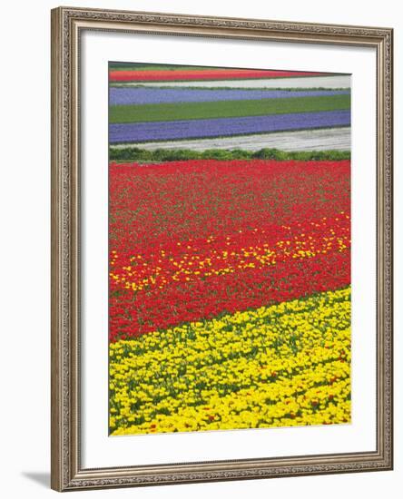 Tulips in Keukenhof Gardens, Amsterdam, Netherlands-Keren Su-Framed Photographic Print