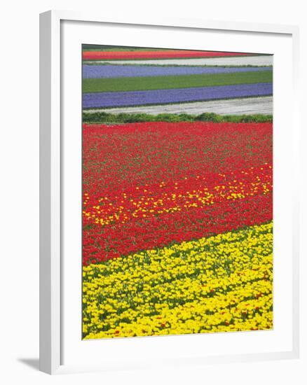 Tulips in Keukenhof Gardens, Amsterdam, Netherlands-Keren Su-Framed Photographic Print