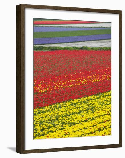 Tulips in Keukenhof Gardens, Amsterdam, Netherlands-Keren Su-Framed Photographic Print