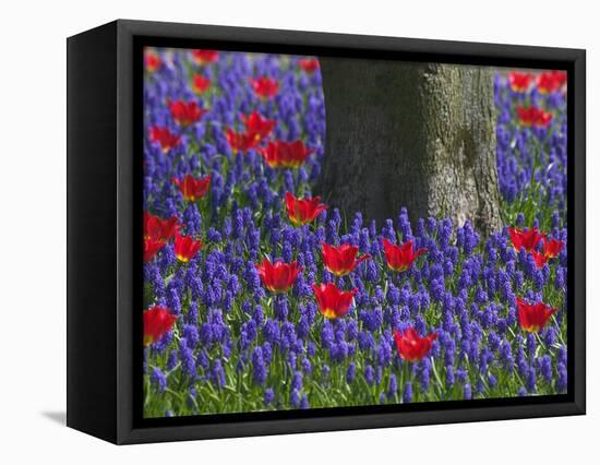 Tulips in Keukenhof Gardens, Amsterdam, Netherlands-Keren Su-Framed Premier Image Canvas