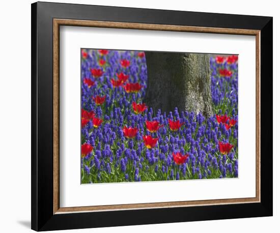 Tulips in Keukenhof Gardens, Amsterdam, Netherlands-Keren Su-Framed Photographic Print