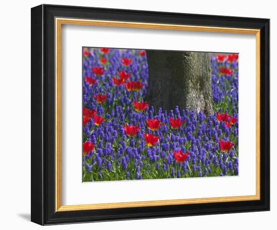 Tulips in Keukenhof Gardens, Amsterdam, Netherlands-Keren Su-Framed Photographic Print