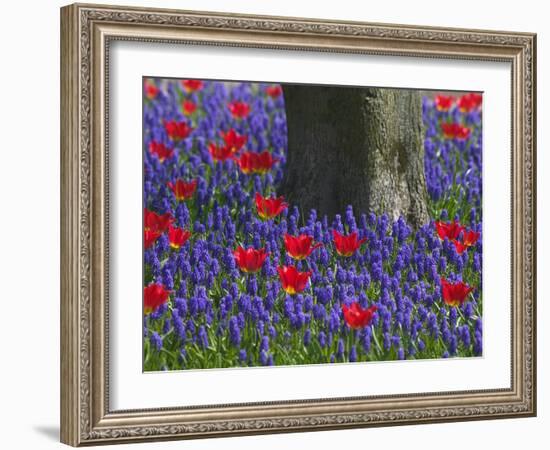 Tulips in Keukenhof Gardens, Amsterdam, Netherlands-Keren Su-Framed Photographic Print