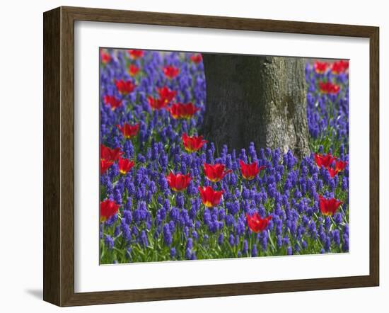 Tulips in Keukenhof Gardens, Amsterdam, Netherlands-Keren Su-Framed Photographic Print