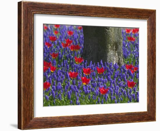 Tulips in Keukenhof Gardens, Amsterdam, Netherlands-Keren Su-Framed Photographic Print