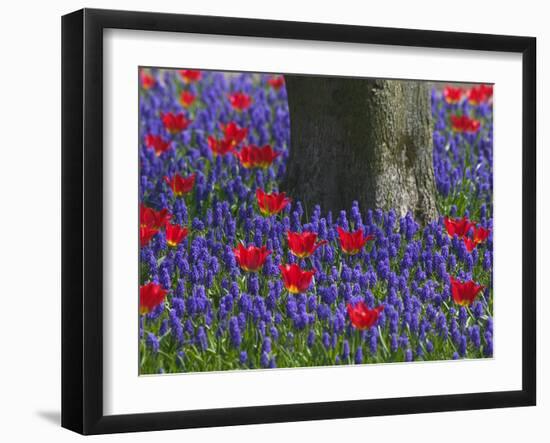 Tulips in Keukenhof Gardens, Amsterdam, Netherlands-Keren Su-Framed Photographic Print