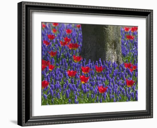 Tulips in Keukenhof Gardens, Amsterdam, Netherlands-Keren Su-Framed Photographic Print