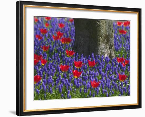 Tulips in Keukenhof Gardens, Amsterdam, Netherlands-Keren Su-Framed Photographic Print