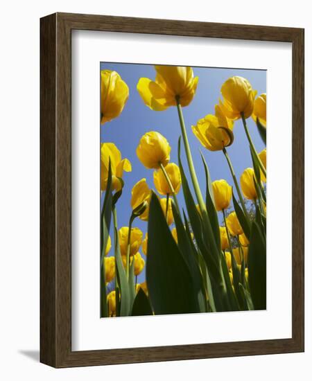 Tulips in Keukenhof Gardens, Amsterdam, Netherlands-Keren Su-Framed Photographic Print