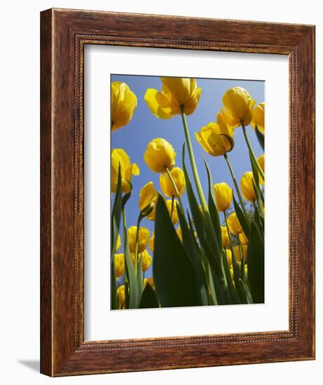 Tulips in Keukenhof Gardens, Amsterdam, Netherlands-Keren Su-Framed Photographic Print