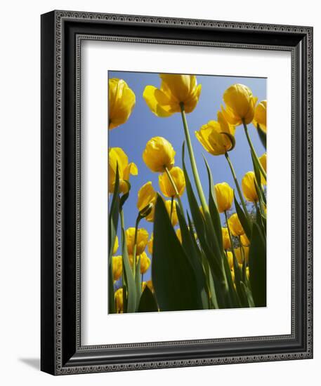 Tulips in Keukenhof Gardens, Amsterdam, Netherlands-Keren Su-Framed Photographic Print