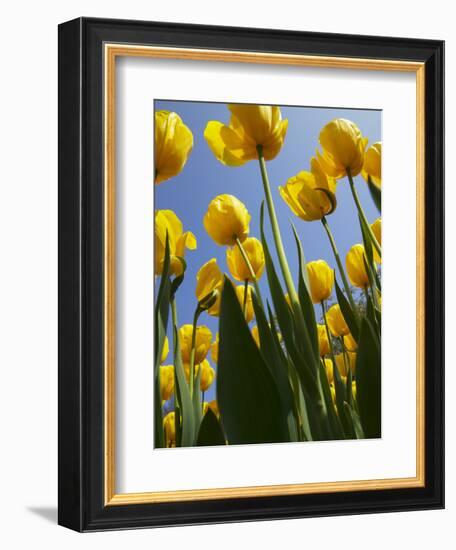 Tulips in Keukenhof Gardens, Amsterdam, Netherlands-Keren Su-Framed Photographic Print