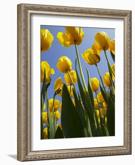 Tulips in Keukenhof Gardens, Amsterdam, Netherlands-Keren Su-Framed Photographic Print