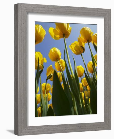 Tulips in Keukenhof Gardens, Amsterdam, Netherlands-Keren Su-Framed Photographic Print