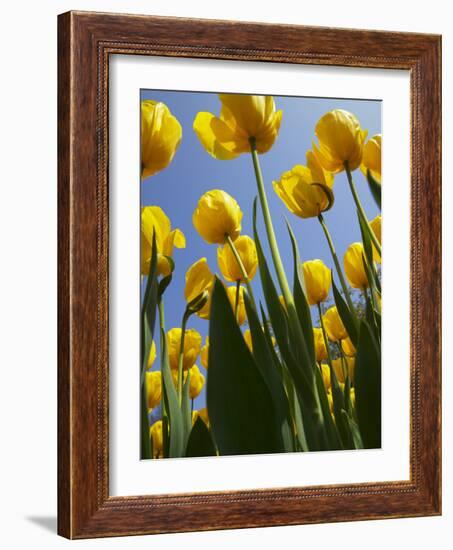 Tulips in Keukenhof Gardens, Amsterdam, Netherlands-Keren Su-Framed Photographic Print