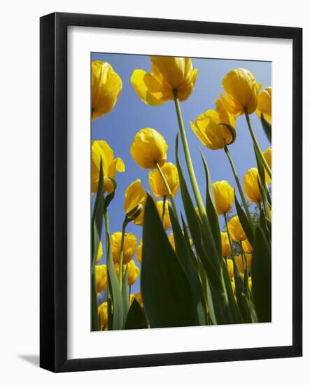 Tulips in Keukenhof Gardens, Amsterdam, Netherlands-Keren Su-Framed Photographic Print