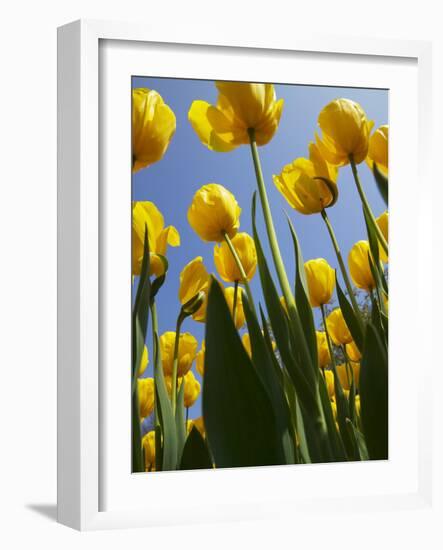 Tulips in Keukenhof Gardens, Amsterdam, Netherlands-Keren Su-Framed Photographic Print