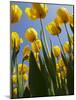 Tulips in Keukenhof Gardens, Amsterdam, Netherlands-Keren Su-Mounted Photographic Print