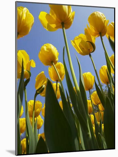 Tulips in Keukenhof Gardens, Amsterdam, Netherlands-Keren Su-Mounted Photographic Print